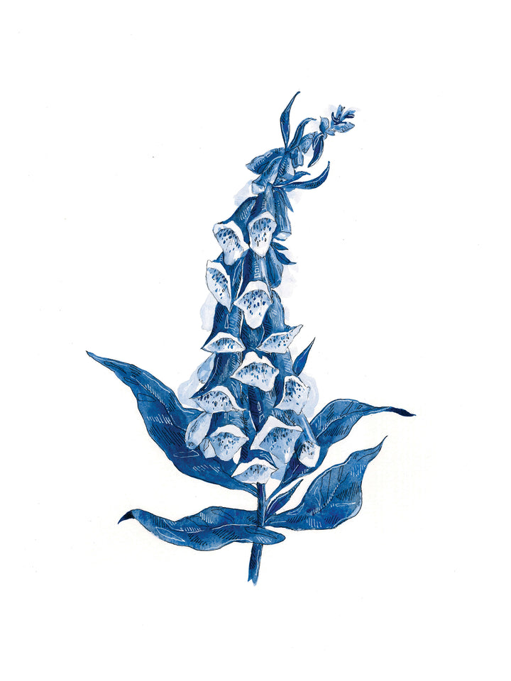 "Foxglove" Seconds Print