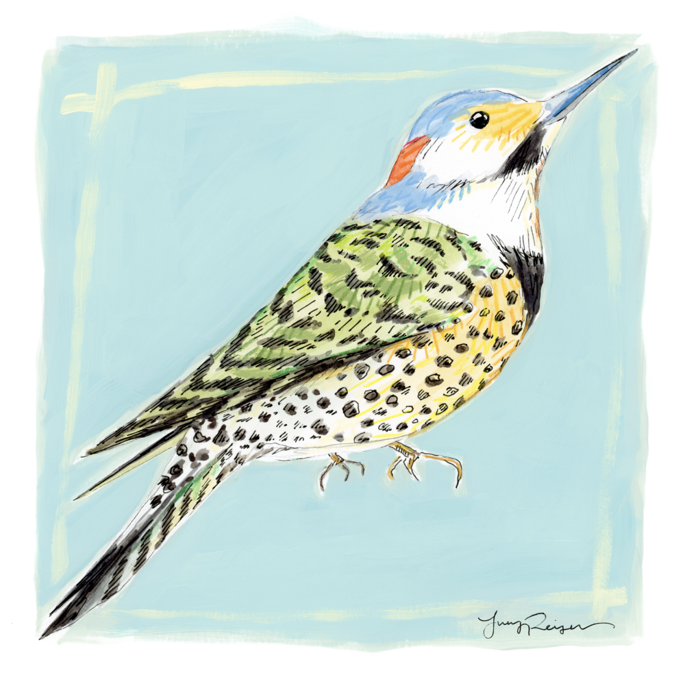 Northern Flicker Print