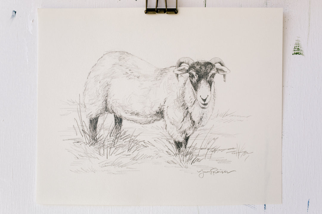 Meadow Ram