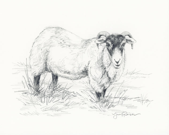 Meadow Ram