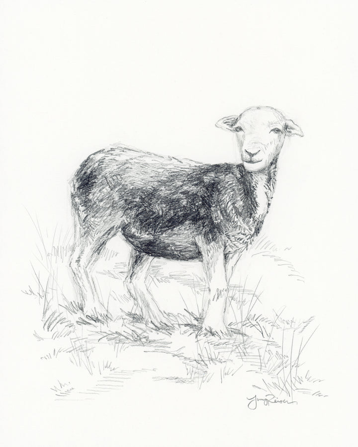 Herdwick Lamb