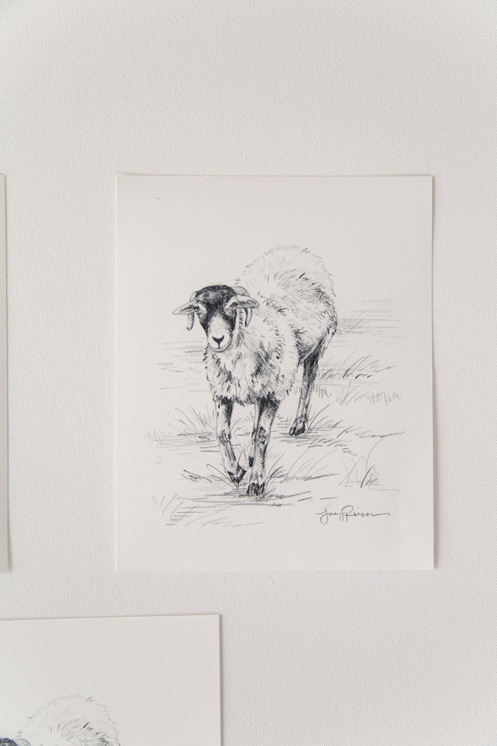 "Little Tup" Seconds Print