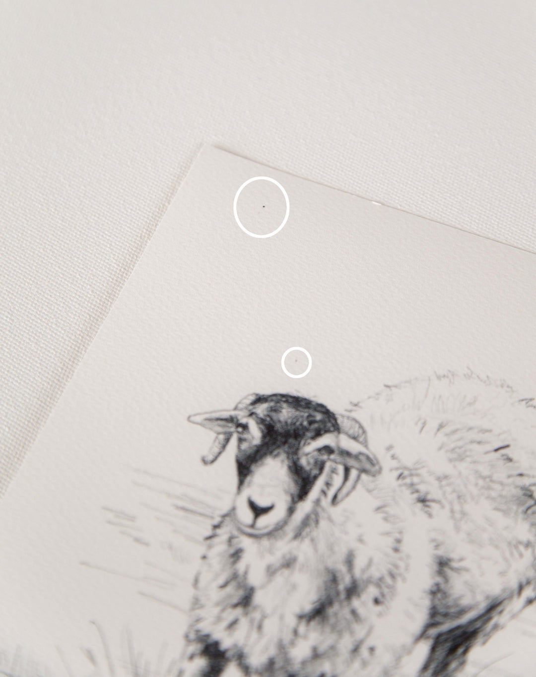 "Little Tup" Seconds Print